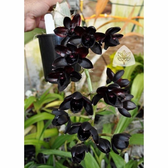 Anggrek Dendrobium Black