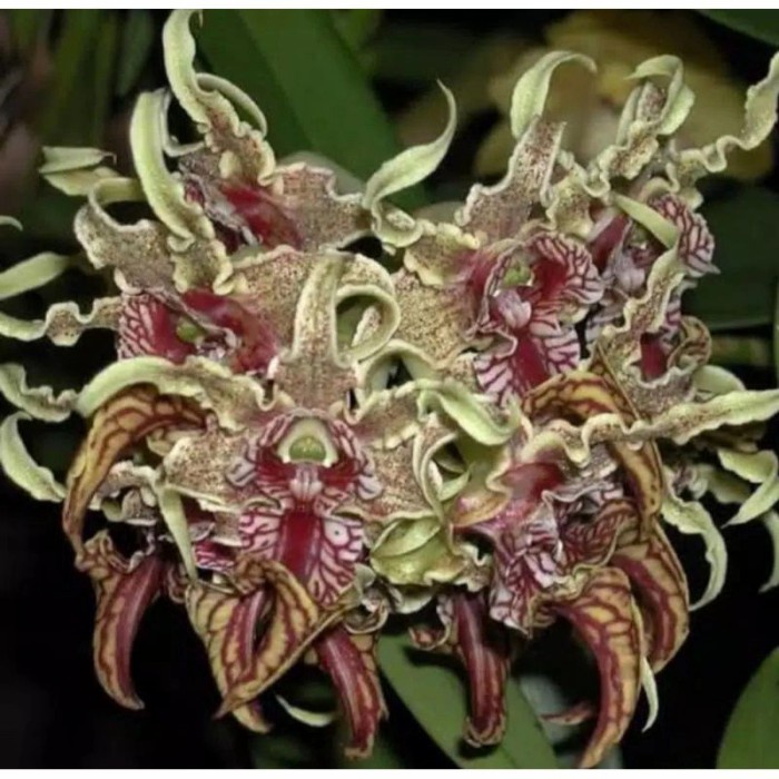 Anggrek Dendrobium Spectabile