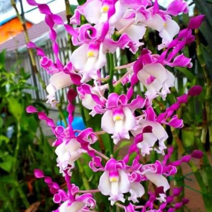 tanaman hias anggrek dendrobium bunga keriting