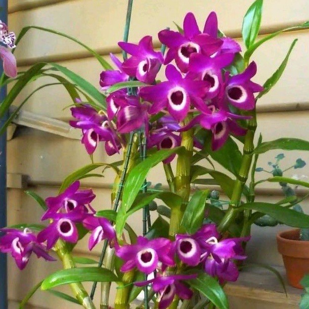 PROMO Tanaman hias Anggrek Dendrobium Nobile Purple