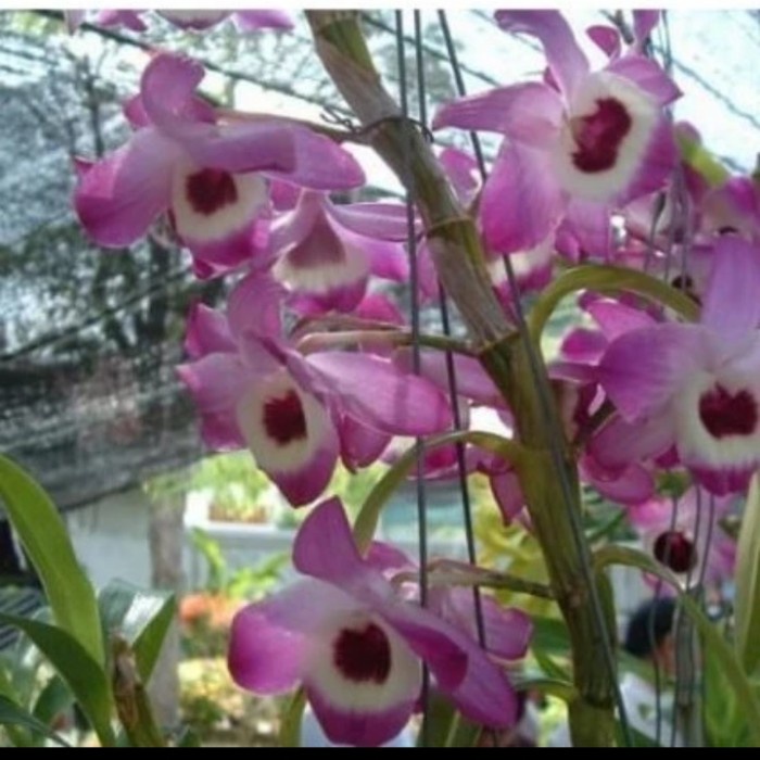 tanaman hias anggrek dendrobium nobile-anggrek nobile
