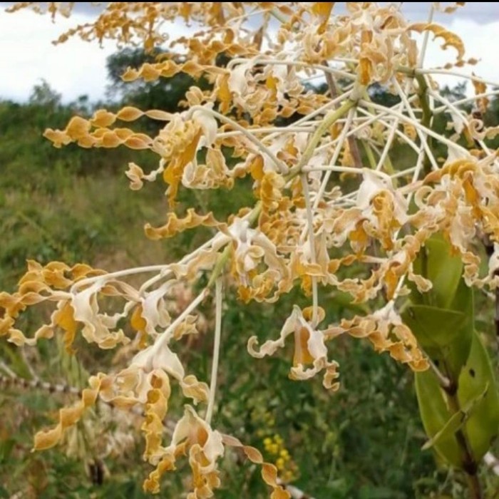 Tanaman hias Anggrek Dendrobium Discolor Tanimbar Merauke