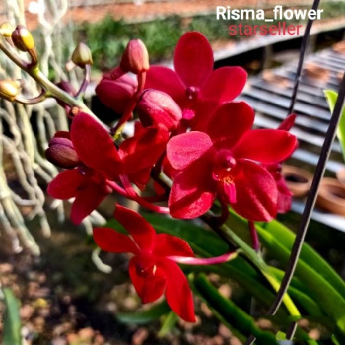Tanaman hias anggrek dendrobium super red remaja