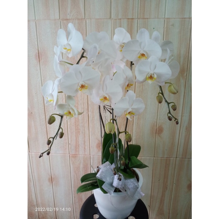 New ANGGREK BULAN | ANGGREK HIDUP | ANGGREK BULAN MEKAR | ANGGREK POT