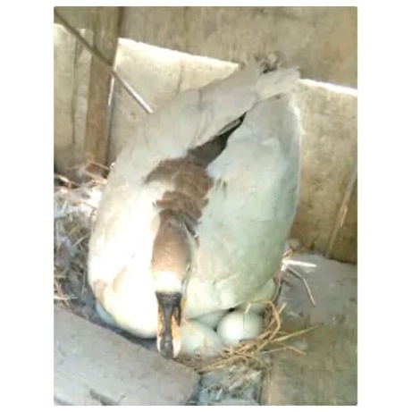 

New Telur angsa fresh