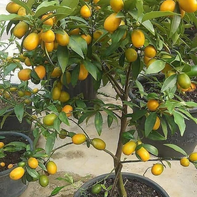 Paket 2 Bibit Tanaman Jeruk Nagami cepat berbuah bibit buah-buahan berkhualitas