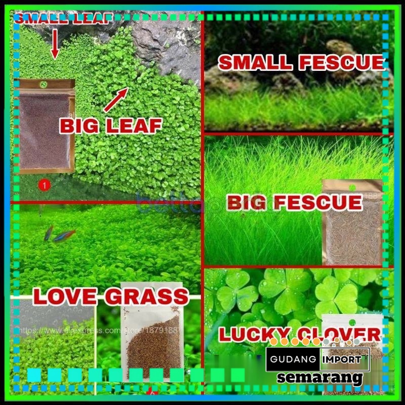 Bibit Rumput Tanaman Aquascape Karpet Hias Dekorasi Aquarium Berkualitas ORIGINAL