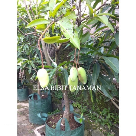 BIBIT MANGGA CHOKANAN OKULASI (SIAP  BUAH)