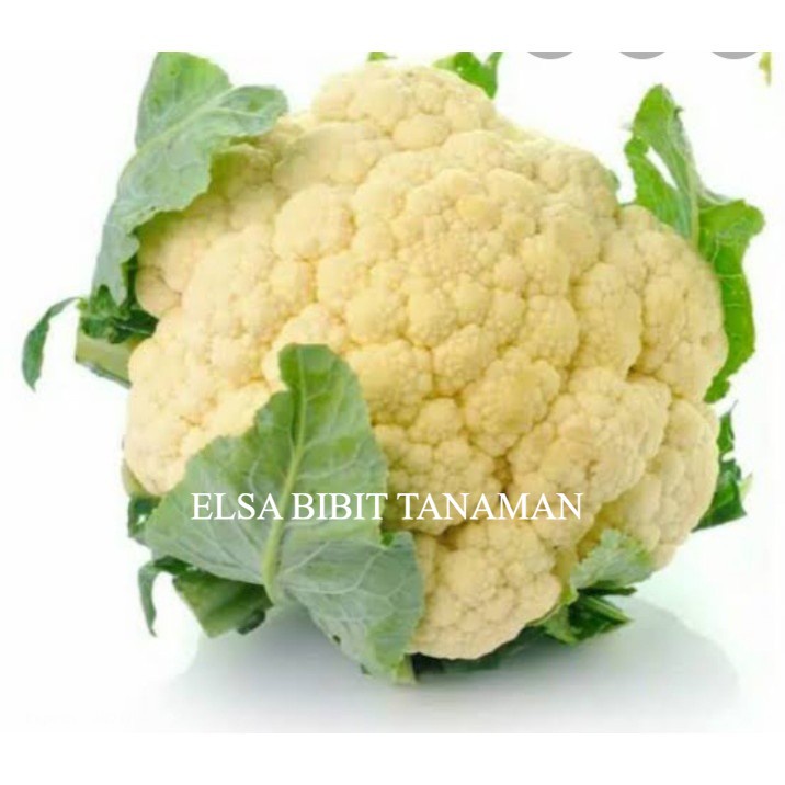 

BIBIT KEMBANG KOL BUAT SAYUR (SIAP TANAM) BELI 5 GRATIS 1