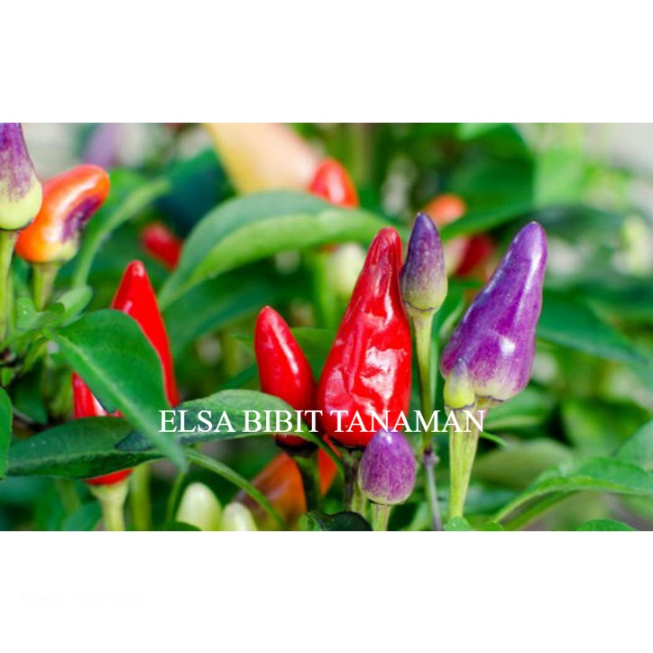 BIBIT CABE PELANGI [BUAT HIASAN] CABE HIAS cocok ditaruh pot