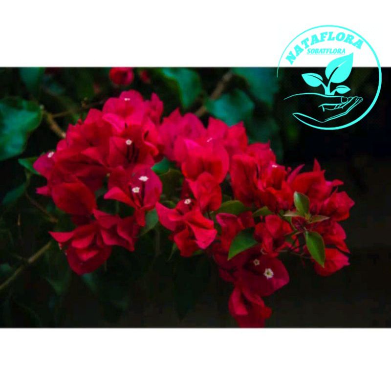 Tanaman hias bibit bugenvil red maroon tumpuk