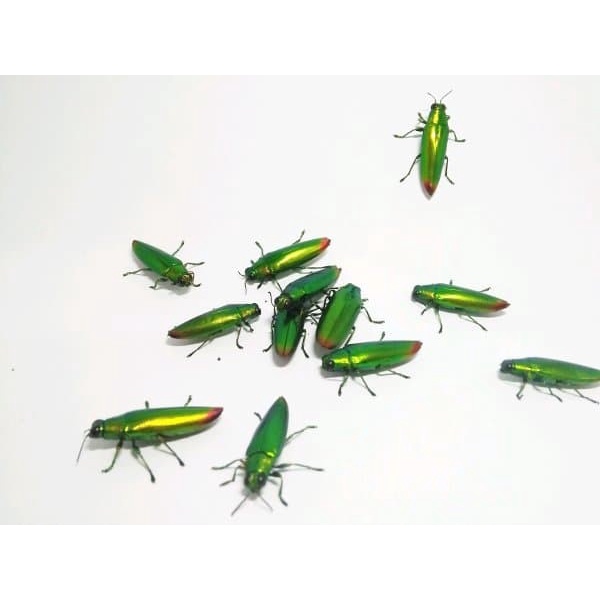 

New Sepasang Samber lilin