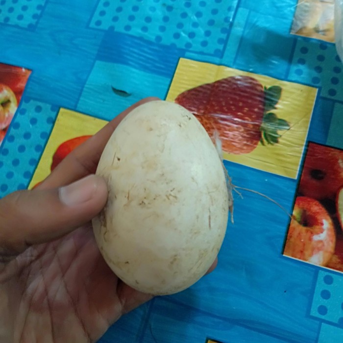 

New telur angsa busuk tembuhuk