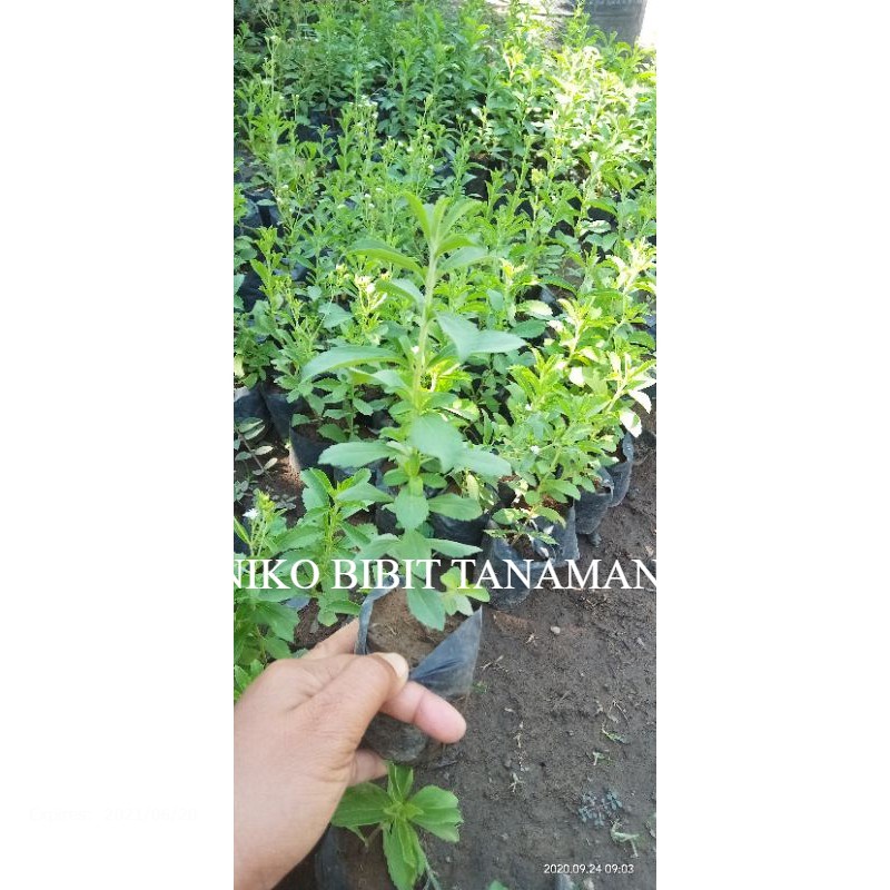 BIBIT STEVIA PENGANTI GULA  (beli 5 gratis 1)