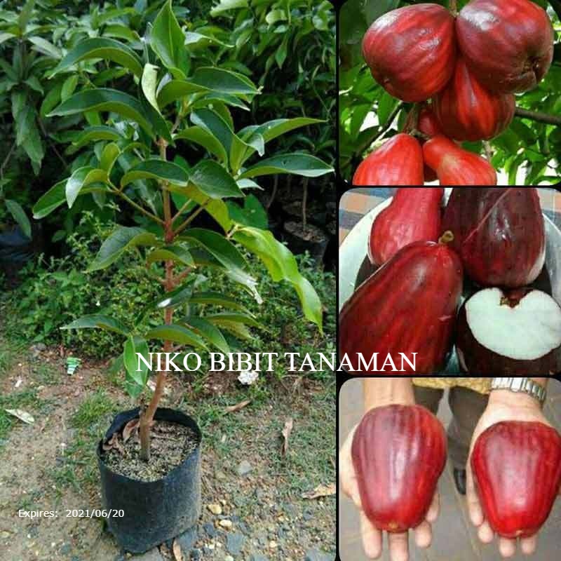 BIBIT JAMBU JAMAIKA OKULASI (SIAP BUAH )
