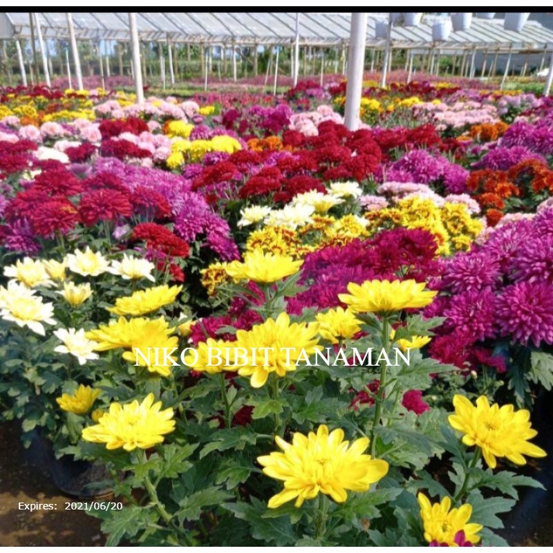 BIBIT BUNGA KRISAN (KONDISI BERBUNGA) SIAP TANAM
