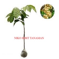 BIBIT DUKU TANPA BIJI SUPER(CEPAT BUAH)