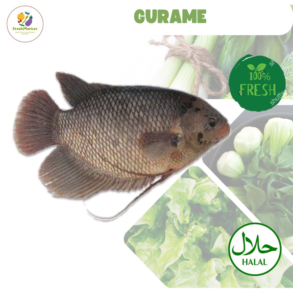 

Ikan Gurame Segar 500 Gram Per Ekor Freshmarketlampung