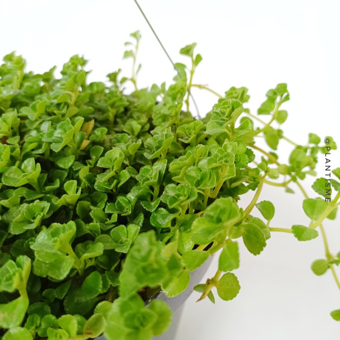 Tanaman Hias Gantung Green Baby Tears Pilea Depressa