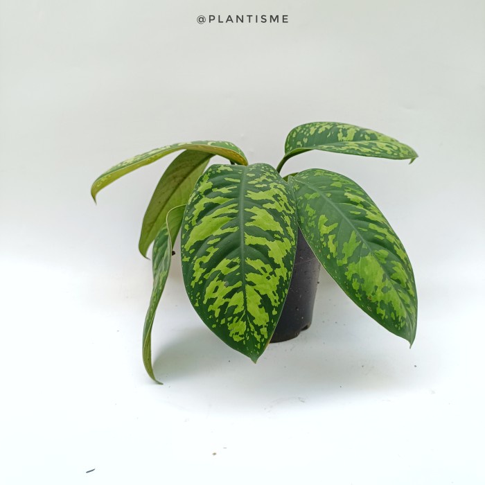 Tanaman Hias - Homalomena Army Schismatoglottis Wallichii