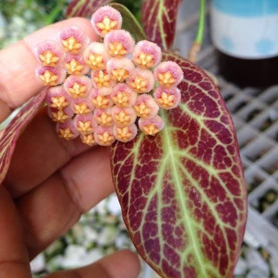 Hoya Obscura Sunrise | Tanaman Hoya Sunrise Bunga Pink