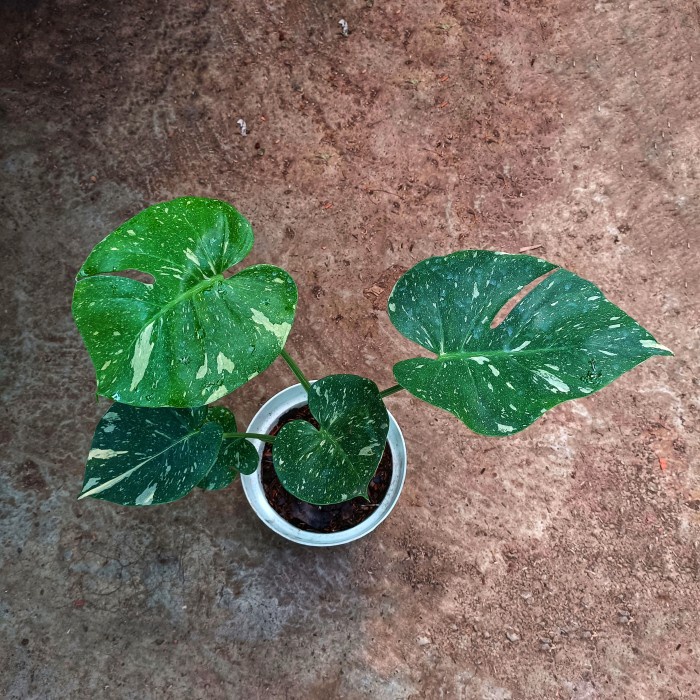 Monstera Thai Constellation Variegata Monthai