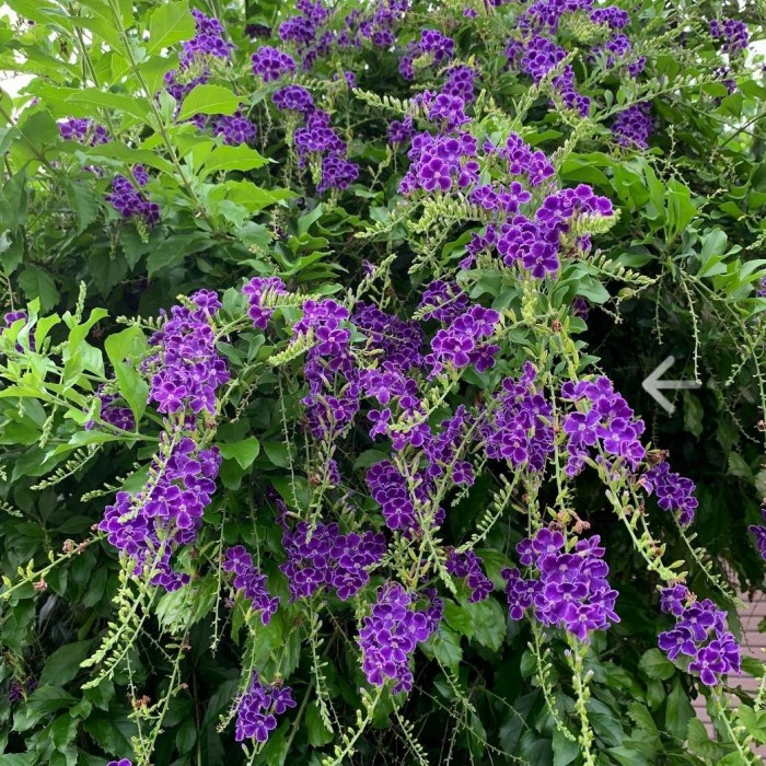 Tanaman Hias - Duranta Erecta Caribbean Flowers