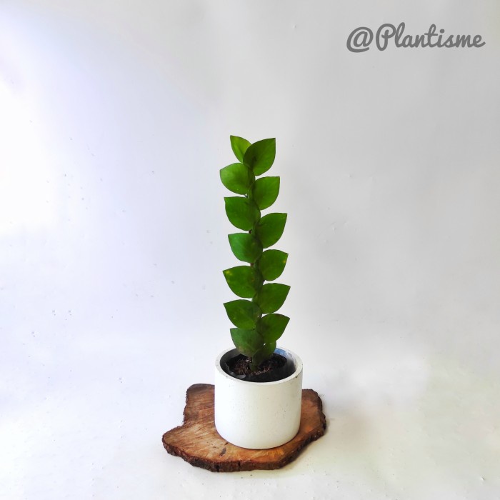 Tanaman Hias - Shingle Vine | Rhaphidophora Hayi | Tanaman Merambat