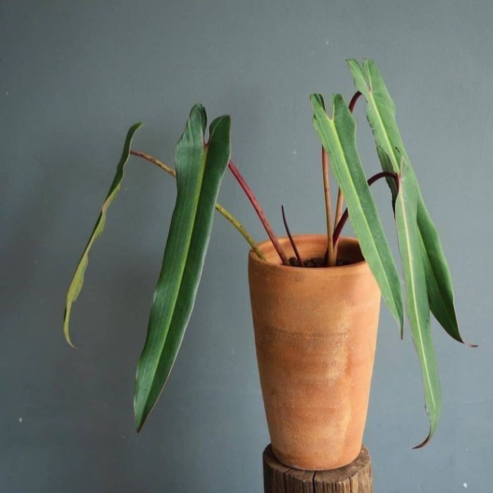 Tanaman Hias - Philodendron Atabapoense