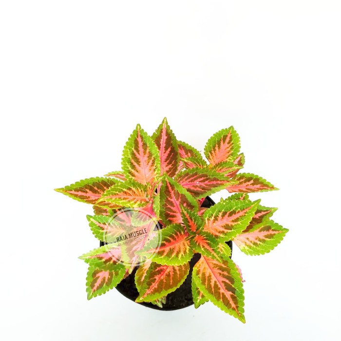 Tanaman Hias - Coleus "Rainbow Pride" / Miana