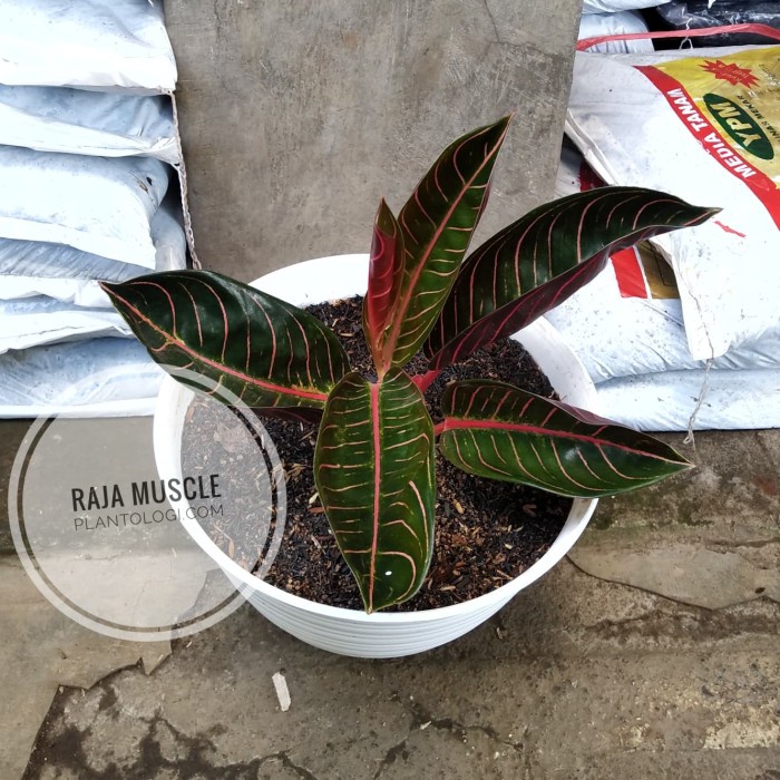 Houseplants - Aglaonema Commutatum "Pride of Sumatra"