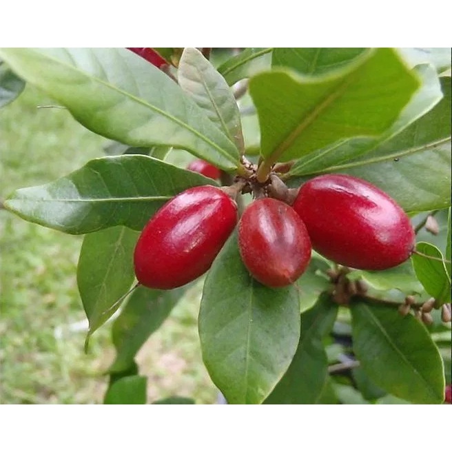 Tanaman Buah Ajaib Miracle Fruit / Miracle Berry Obat Herbal