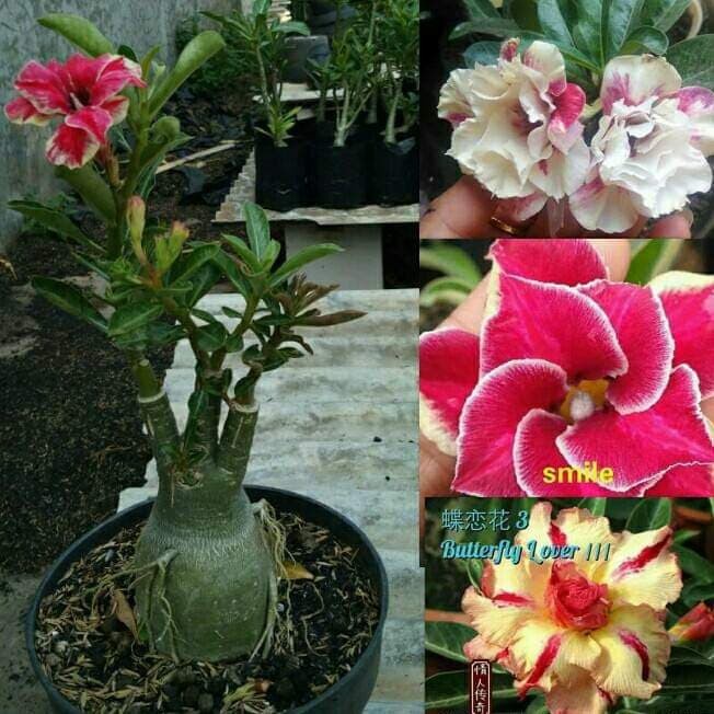 Tanaman Hoki - Bonsai Adendium Kamboja Jepang Bunga 3 Warna