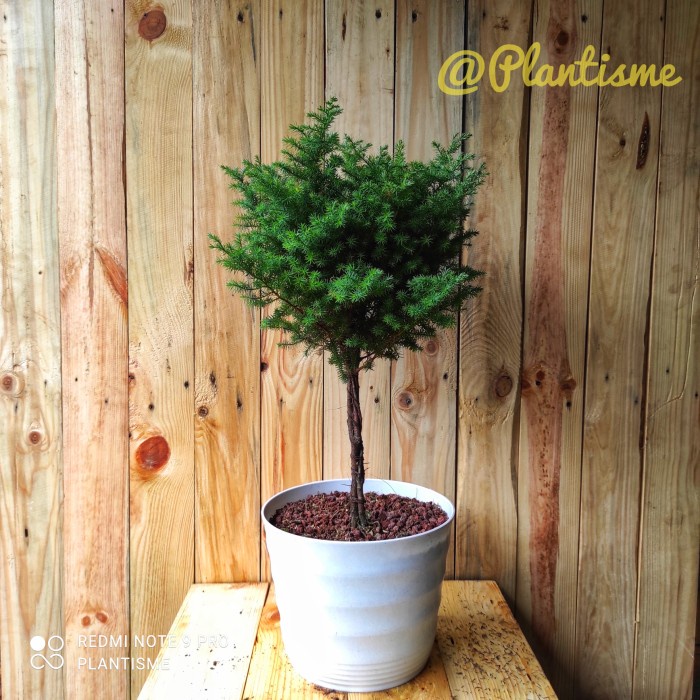 Topiary - Bonsai Cemara Juniperus Communis + Pot