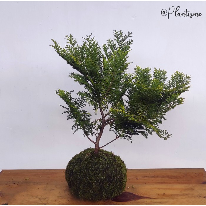Mossball - Bonsai Cemara Kipas Lawsoniana Golden