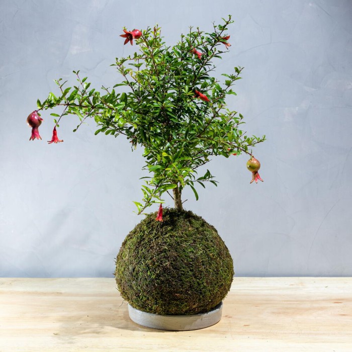 Mossball - Bonsai Delima Merah