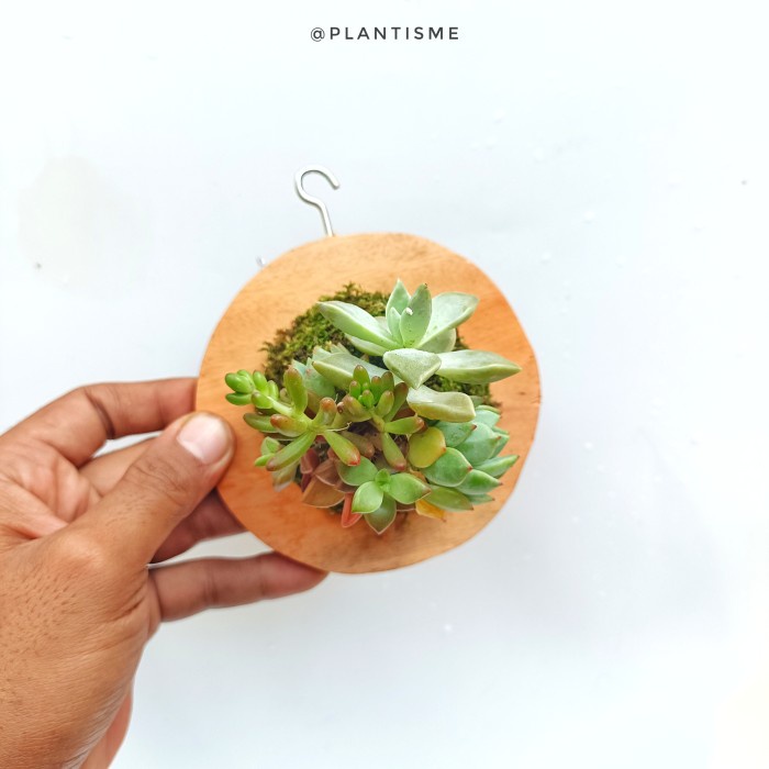 Wall of fame - Succulent Party