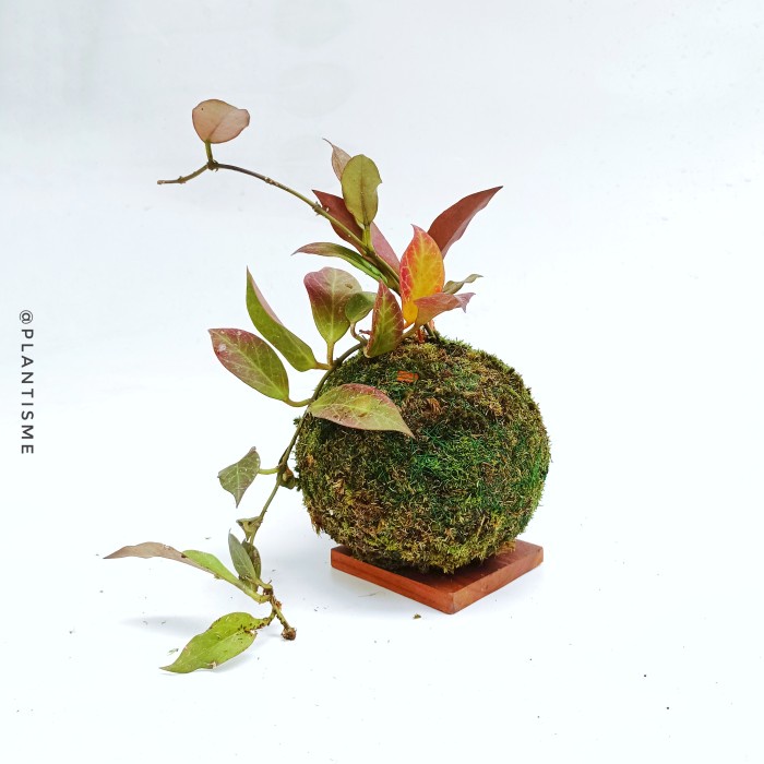 Mossball - Hoya Obscura Sunrise