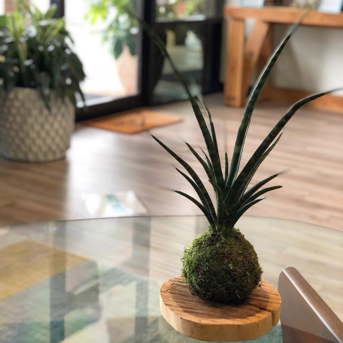 Mossball - Mikado Sansevieria Fernwood