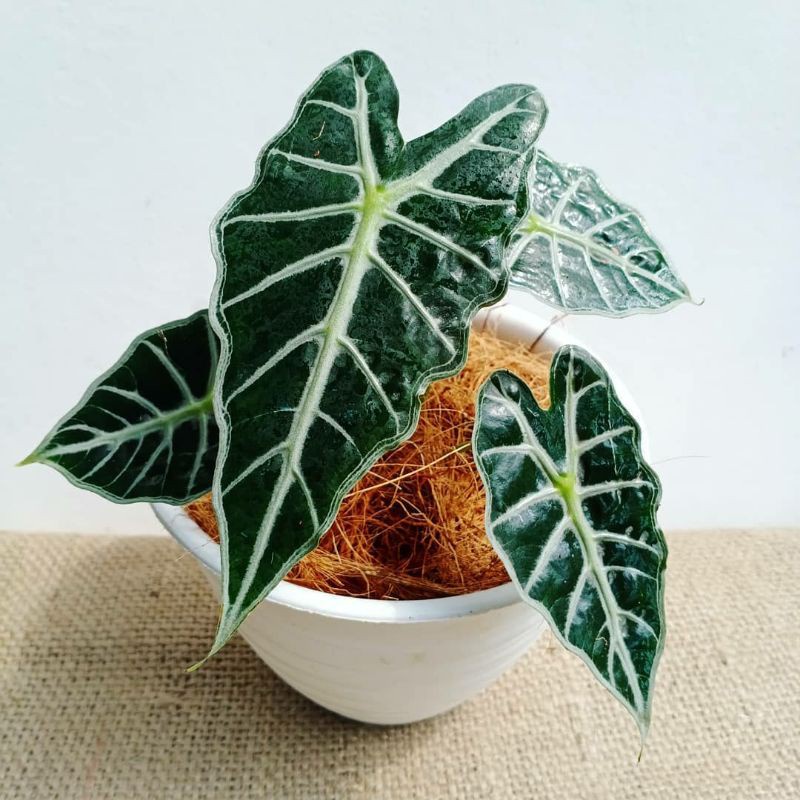 alocasia parasol mini tanaman hias alocasia