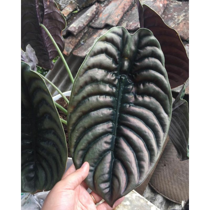 alocasia tengkorak hitam