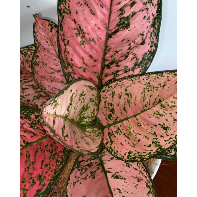 aglonema Ruby pink dewasa tanaman hias