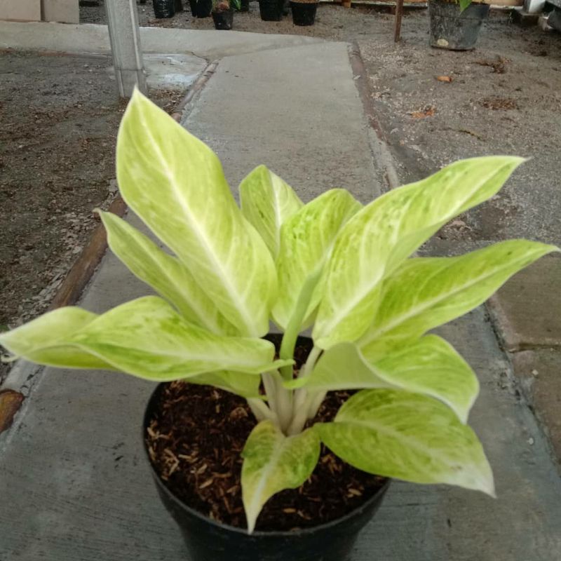 aglonema sundrop