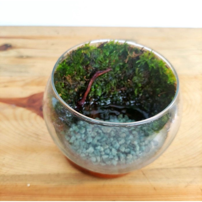 Mini Paludarium Mosswall Tanaman Hias