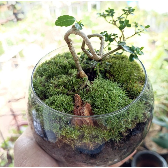Small Forest Hope Hill - Terrarium Hutan - Gift Plants
