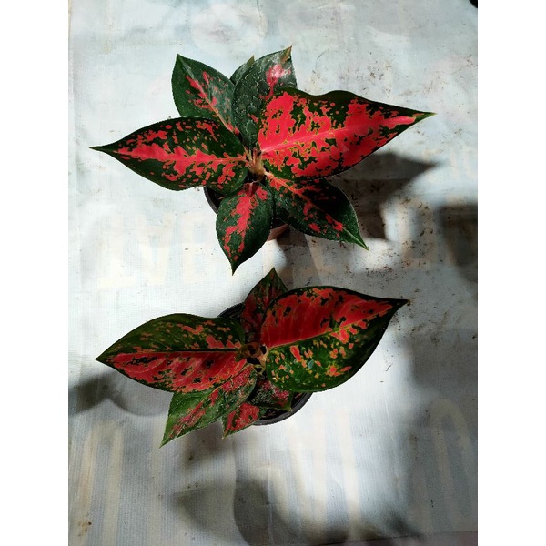 aglonema suksom jaipong versi batik