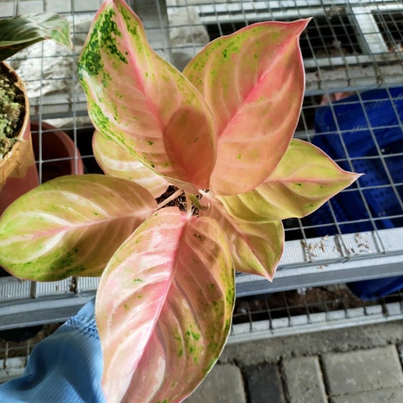 aglonema bidadari lokal induk