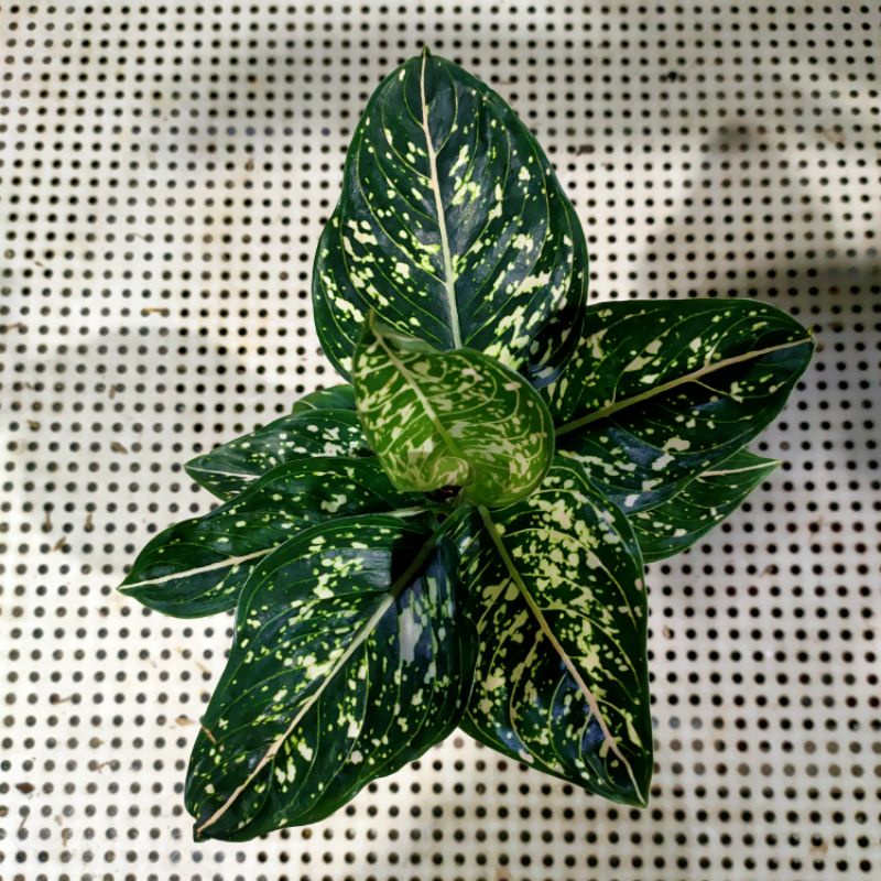 aglonema Siti nurhaliza