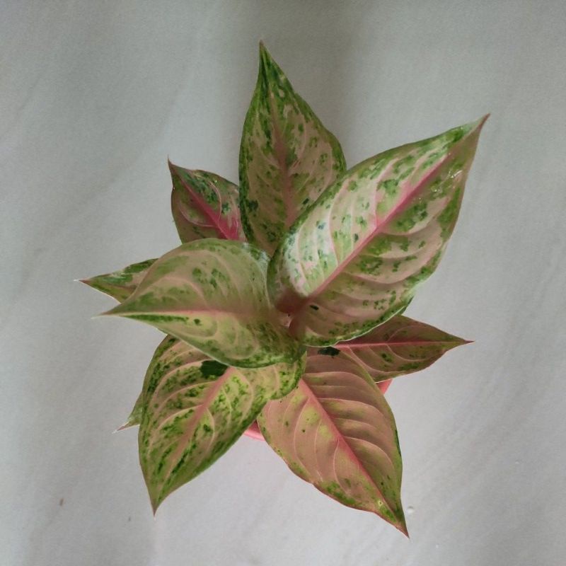 aglonema LOD light of diamond