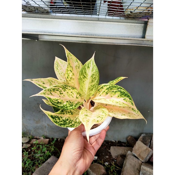 aglonema mutiara Siam/white mayang